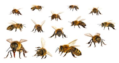 Beyaz arka planda Latin Apis Mellifera, Avrupa ya da Batı bal arısı seti var.