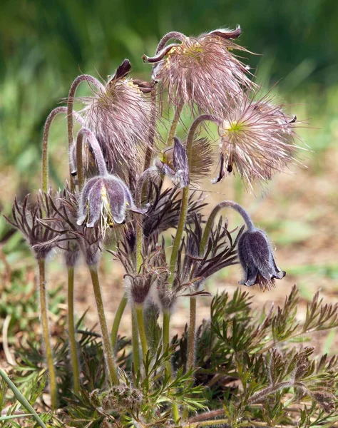 Pasqueflower Bellissimo Fiore Piccolo Fiore Pasque Pasqueflower Prato Fiorito Latino — Foto Stock