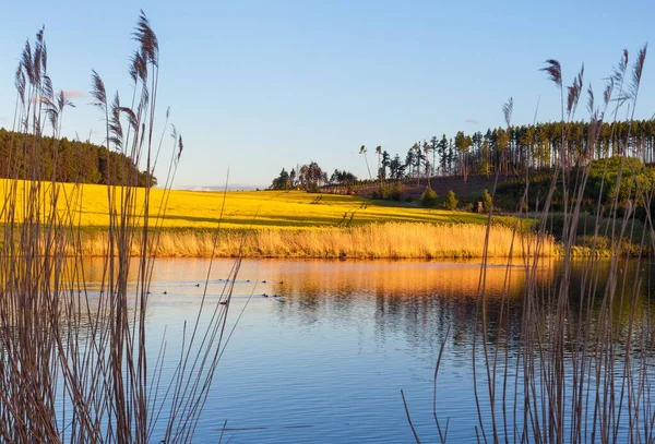 Rapeseed Canola Colza Field Landscape Latin Brassica Napus Rape Seed — Stock Photo, Image