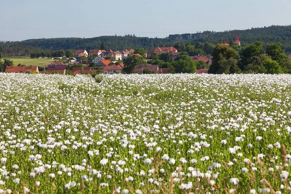 Florescendo Campo Papoila Ópio Latim Papaver Somniferum Campo Papoila Papoila — Fotografia de Stock