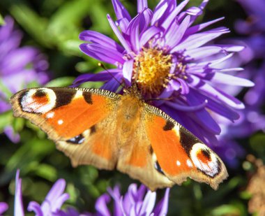 Tavuskuşu kelebeği mavi çiçeğin üzerinde oturuyor, Latince Inachis lo veya Aglais Io 'da