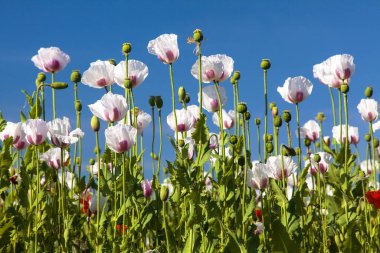 Latin papaver somniferum, haşhaş tarlasında çiçek açan afyon haşhaş tarlası, beyaz renkli haşhaş Çek Cumhuriyeti 'nde gıda endüstrisi için yetiştirilir. 