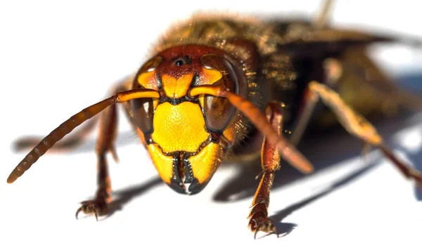 Detail Van Europese Horzel Latijn Vespa Crabro Geïsoleerd Witte Achtergrond — Stockfoto