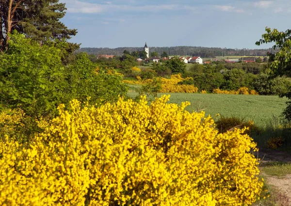 Cytisus Scoparius Obyčejné Koště Nebo Skotské Koště Žluté Kvetoucí Době — Stock fotografie