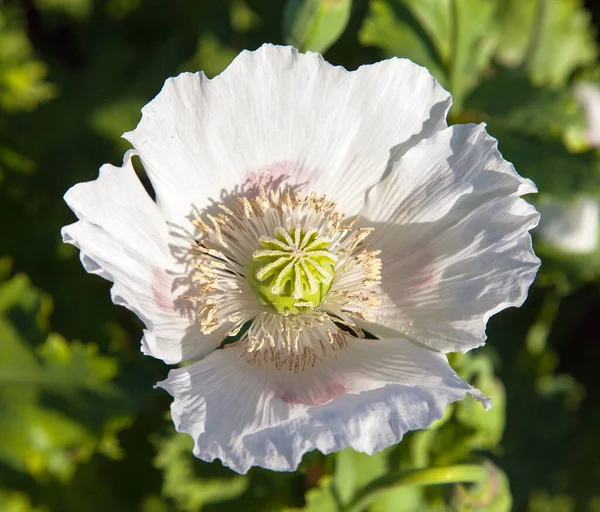 Florescendo Campo Papoila Ópio Latim Papaver Somniferum Campo Papoila Papoila — Fotografia de Stock