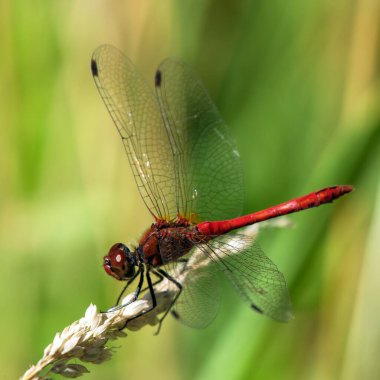 Latince Sympetrum Sanguineum 'da kırmızı yusufçuk.