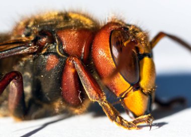 Beyaz arkaplanda izole edilmiş Latince Vespa yengeci Avrupa eşekarısı ayrıntıları