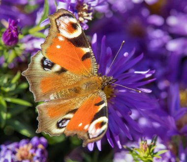Tavuskuşu kelebeği mavi çiçeğin üzerinde oturuyor, Latince Inachis lo veya Aglais Io 'da