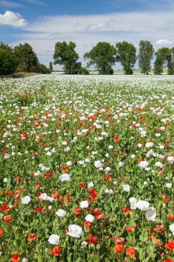 Latin papaver somniferum 'da afyon tarlası, kırmızı gelinciklerle otlanan haşhaş tarlası, Çek Cumhuriyeti' nde gıda endüstrisi için beyaz haşhaş yetiştirilir.