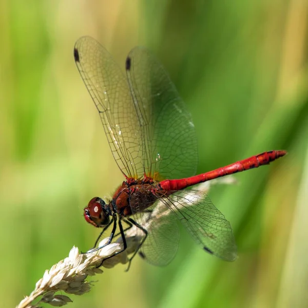 Rote Libelle Lateinisch Sympetrum Sanguineum — Stockfoto