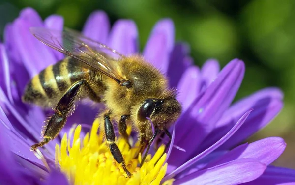 Abelha Abelha Latim Apis Mellifera Abelha Européia Ocidental Sentada Azul — Fotografia de Stock