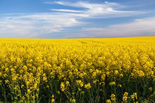 브라시카나 우스에 라파에 밭에서 자라는 씨앗은 에너지와 봄철에 황금빛 식물이다 — 스톡 사진