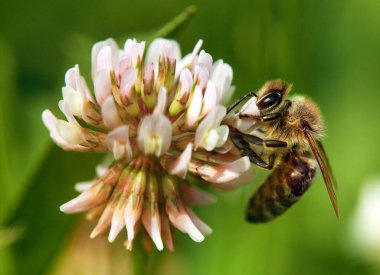 Beyaz yonca çiçeğinin üzerinde bal arısı ya da arı, bal arısı Latince apis mellifera 'dadır, bahar manzarası