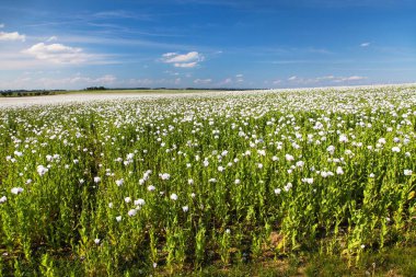 Latin papaver somniferum, haşhaş tarlasında çiçek açan afyon haşhaş tarlası, beyaz renkli haşhaş Çek Cumhuriyeti 'nde gıda endüstrisi için yetiştirilir. 