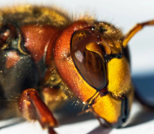 Beyaz arkaplanda izole edilmiş Latince Vespa yengeci Avrupa eşekarısı ayrıntıları