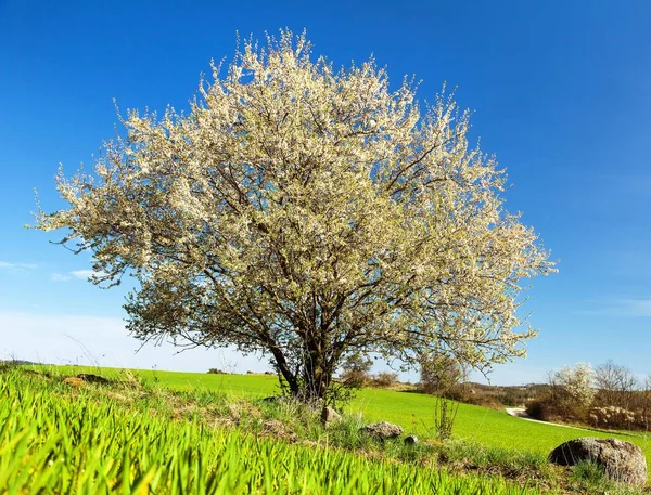 Arbusto Árbol Espina Negra Floración Blanca Campo Verde Vista Primaveral —  Fotos de Stock