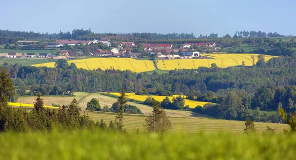 Поле Рапса Канолы Кольцы Латинской Брассике Napus Village Чехия — стоковое фото