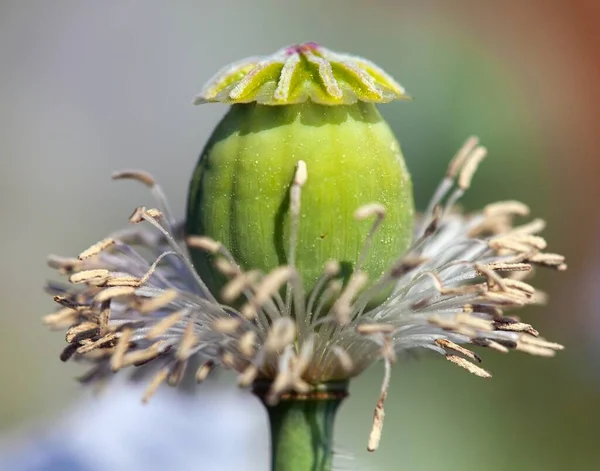 Detail Van Bloeiende Opium Papaver Somniferum Wit Gekleurde Papaver Bloem — Stockfoto