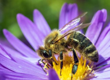 Arı ya da bal arısı Latin Apis Mellifera, Avrupa ya da batı bal arısı Mavi sarı menekşe ya da mor çiçekte oturuyor