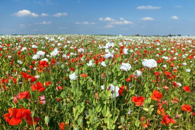 Latin papaver somniferum 'da afyon tarlası, kırmızı gelinciklerle otlanan haşhaş tarlası, Çek Cumhuriyeti' nde gıda endüstrisi için beyaz haşhaş yetiştirilir.