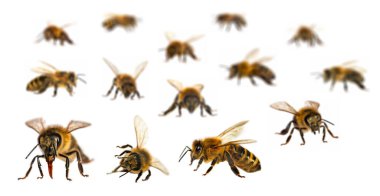 Beyaz arka planda Latin Apis Mellifera, Avrupa ya da Batı bal arısı seti var.