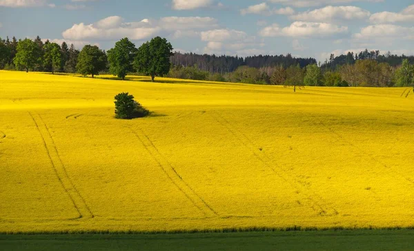 Pola Rzepaku Rzepaku Lub Rzepiku Łacinie Brassica Napus Nasiona Rzepaku — Zdjęcie stockowe