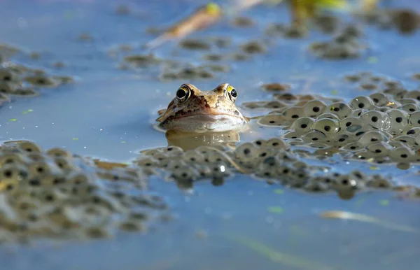 Europäischer Brauner Frosch Lateinisch Rana Temporaria Mit Eiern — Stockfoto