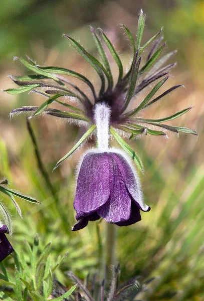 Pasqueflower Beautiful Flower Small Pasque Flower Pasqueflower Flowering Meadow Latin — Stock Photo, Image