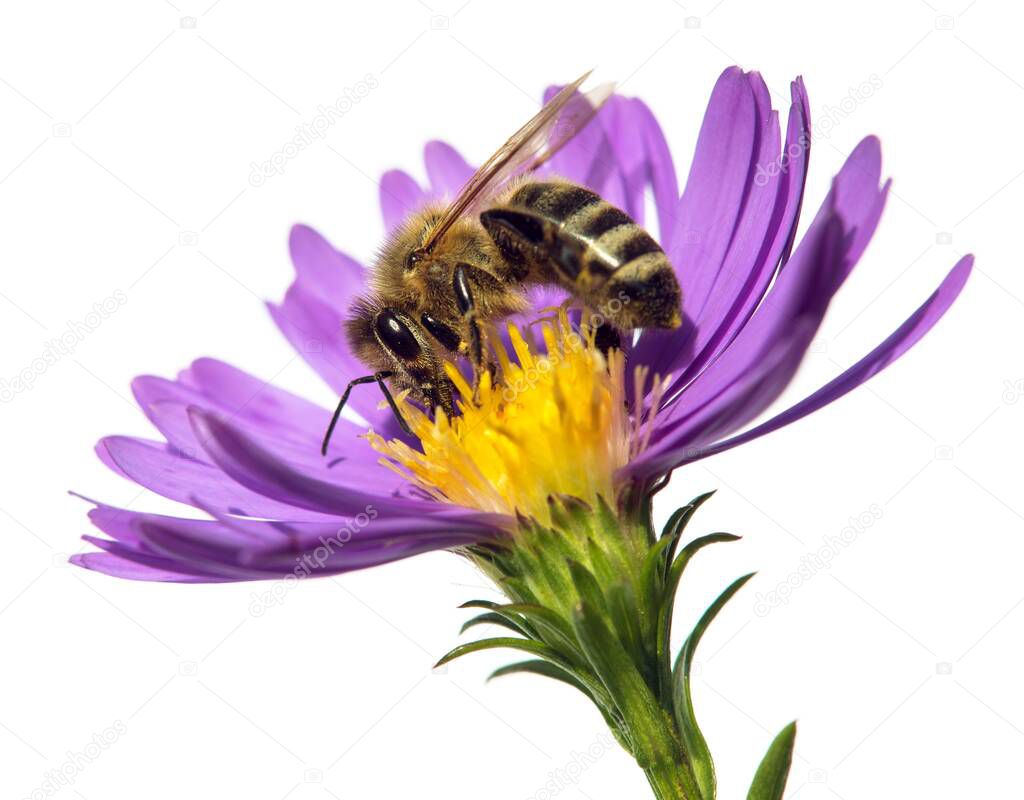 bee or honeybee in Latin Apis Mellifera, european or western honey bee sitting on the blue violet or purple flower isolated on white background