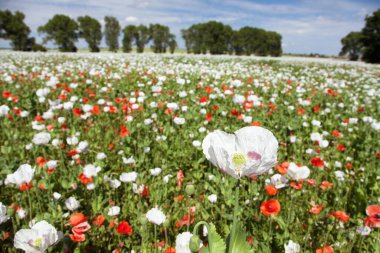 Latin papaver somniferum 'da afyon tarlası, kırmızı gelinciklerle otlanan haşhaş tarlası, Çek Cumhuriyeti' nde gıda endüstrisi için beyaz haşhaş yetiştirilir.
