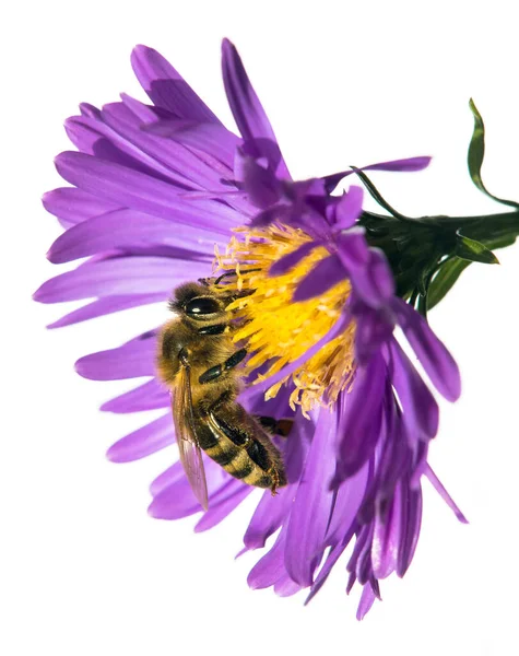 Bee Honeybee Latin Apis Mellifera European Western Honey Bee Sitting — Stockfoto