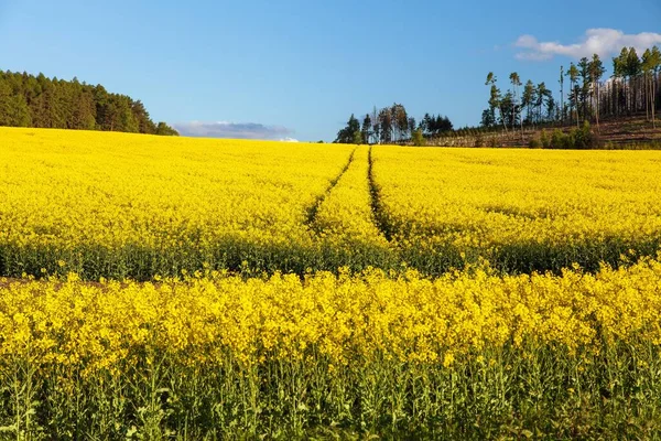 農村道路を持つラテンブラッシカナプスの菜種 キャノーラまたはコルザのフィールドは 菜種は 緑のエネルギーと石油産業のための植物であり 春の黄金の開花菜種の種子フィールド — ストック写真