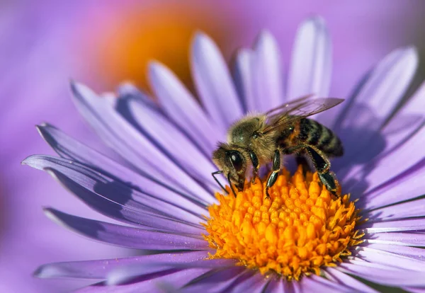 Biene Oder Honigbiene Auf Lateinisch Apis Mellifera Europäische Oder Westliche — Stockfoto