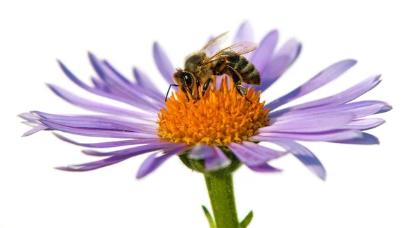 Bee Honeybee Latin Apis Mellifera European Western Honey Bee Sitting — Stock Photo, Image