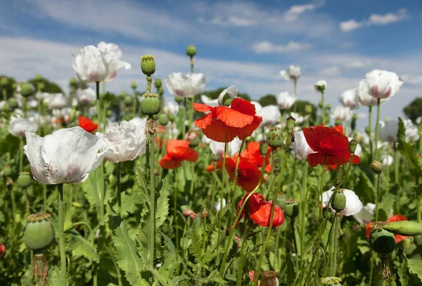 Campo Amapola Opio Con Flores Latín Somniferum Papaver Campo Amapola — Foto de Stock