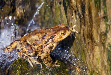 Latince bufo bufo bufo renginde yaygın ya da Avrupa kurbağası.