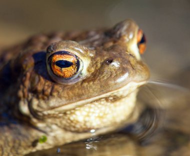 Latince bufo bufo bufo renginde yaygın ya da Avrupa kurbağası.