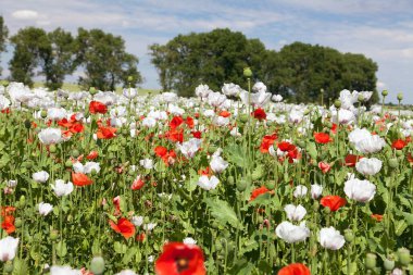 Latin papaver somniferum 'da afyon tarlası, kırmızı gelinciklerle otlanan haşhaş tarlası, Çek Cumhuriyeti' nde gıda endüstrisi için beyaz haşhaş yetiştirilir.