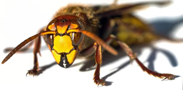 Detail Der Europäischen Hornisse Lateinisch Vespa Crabro Isoliert Auf Weißem — Stockfoto