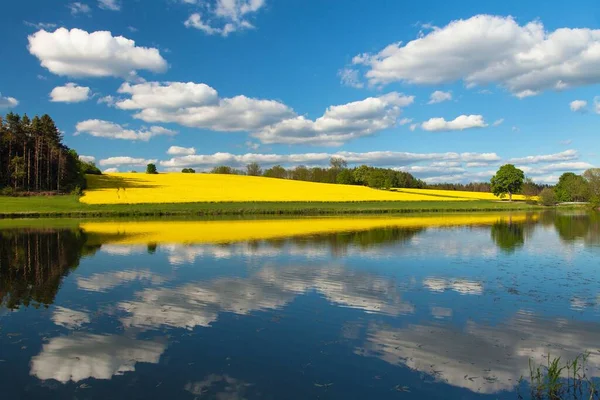 Field Rapeseed Canola Colza Latin Brassica Napus Rape Seed Plant — Stock Photo, Image