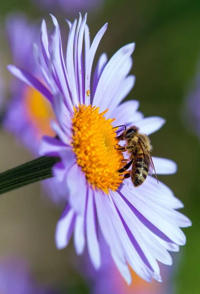 Abeja Abeja Latín Apis Mellifera Abeja Melífera Europea Occidental Sentada — Foto de Stock