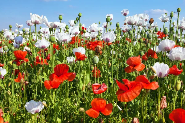 Campo Amapola Opio Con Flores Latín Somniferum Papaver Campo Amapola — Foto de Stock