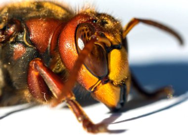 Beyaz arkaplanda izole edilmiş Latince Vespa yengeci Avrupa eşekarısı ayrıntıları