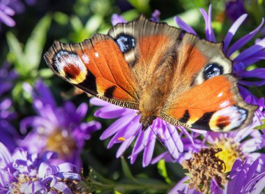 Tavuskuşu kelebeği mavi çiçeğin üzerinde oturuyor, Latince Inachis lo veya Aglais Io 'da