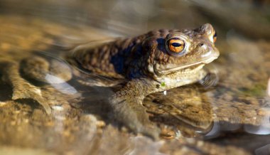 Latince bufo bufo bufo renginde yaygın ya da Avrupa kurbağası.