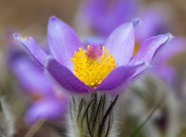 Pasqueflower. Daha büyük pask çiçeğinin güzel mavi çiçeği ya da latin pulsatilla grandis çayırda pasqueflower