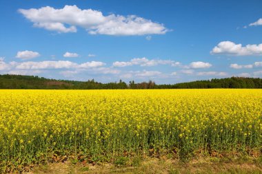Latin Brassica Napus 'taki kolza tarlası, tecavüz tohumu yeşil enerji ve petrol endüstrisi için bitkidir. 