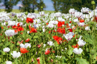 Latin papaver somniferum 'da afyon tarlası, kırmızı gelinciklerle otlanan haşhaş tarlası, Çek Cumhuriyeti' nde gıda endüstrisi için beyaz haşhaş yetiştirilir.
