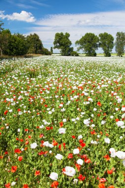 Latin papaver somniferum 'da afyon tarlası, kırmızı gelinciklerle otlanan haşhaş tarlası, Çek Cumhuriyeti' nde gıda endüstrisi için beyaz haşhaş yetiştirilir.