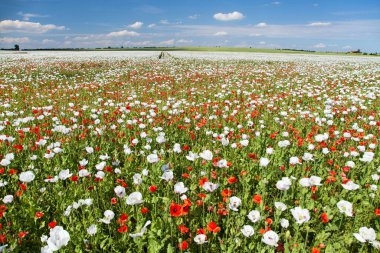 Latin papaver somniferum 'da afyon tarlası, kırmızı gelinciklerle otlanan haşhaş tarlası, Çek Cumhuriyeti' nde gıda endüstrisi için beyaz haşhaş yetiştirilir.